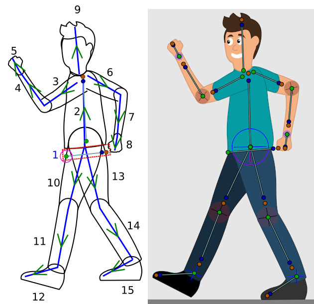 Schema of a basic skeleton.